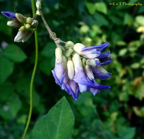 {Amphicarpaea bracteata}
